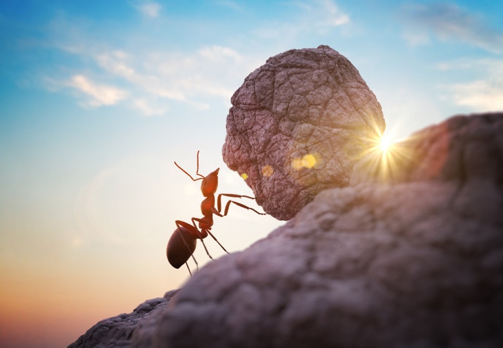 fourmis