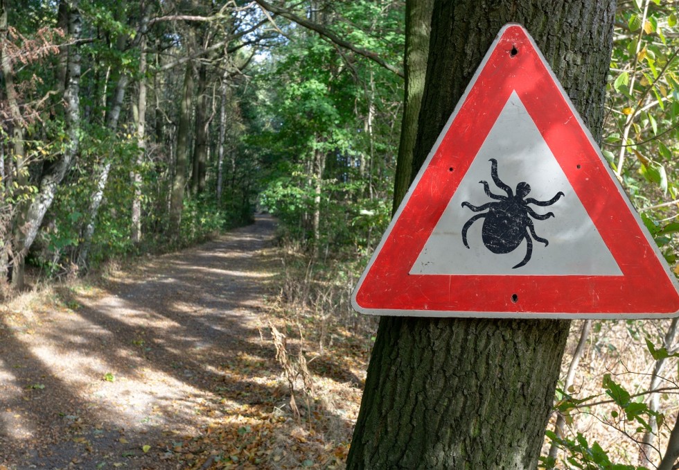 lyme