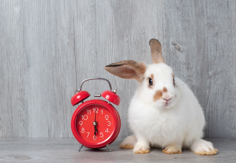lapin