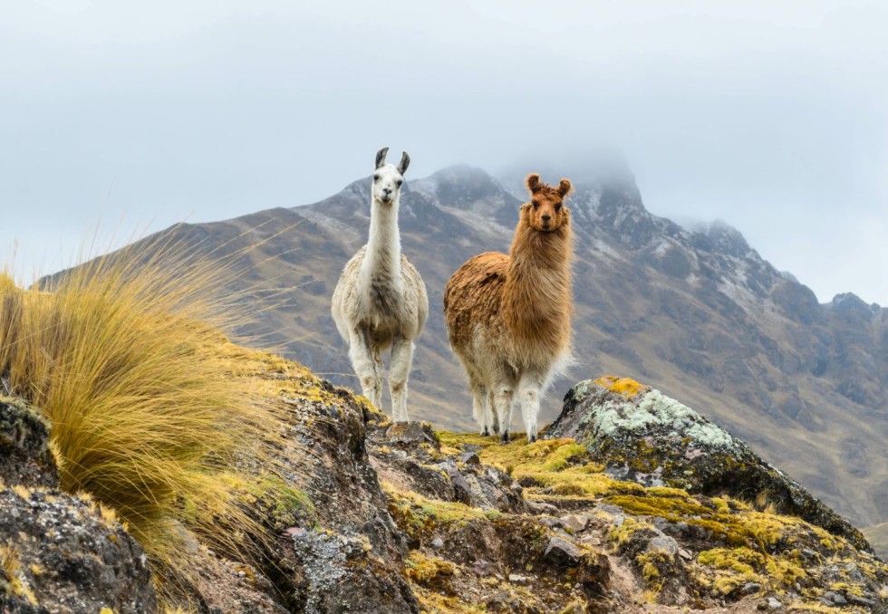 Lamas