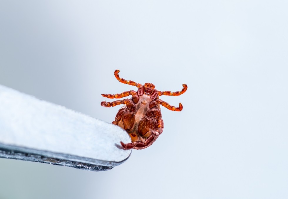 lyme