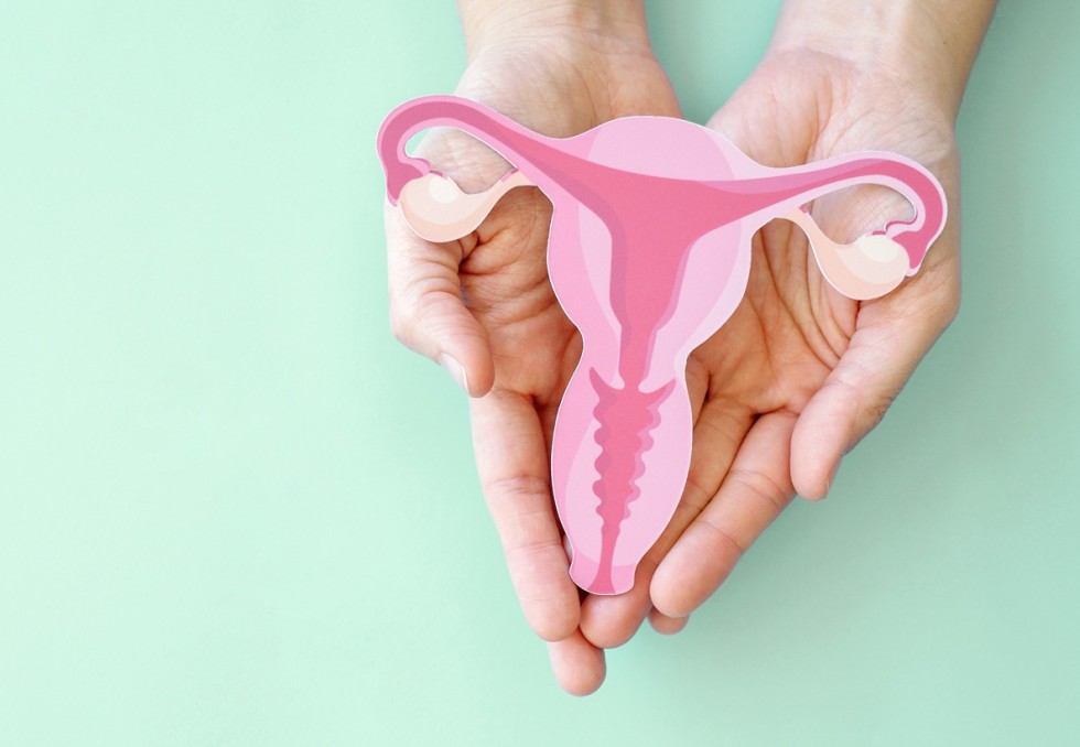 uterus