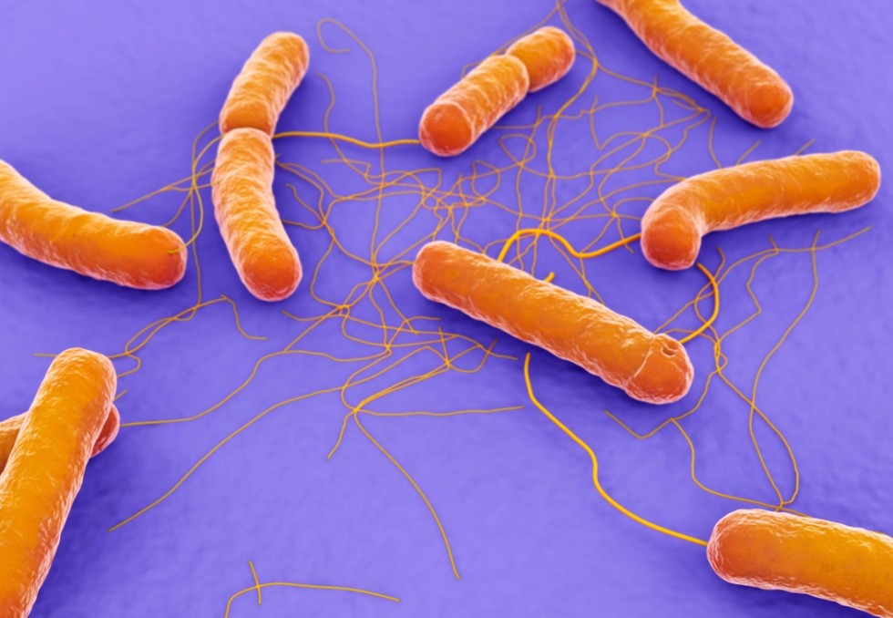 Bacillus cereus 