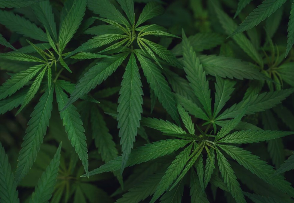 Cannabis 
