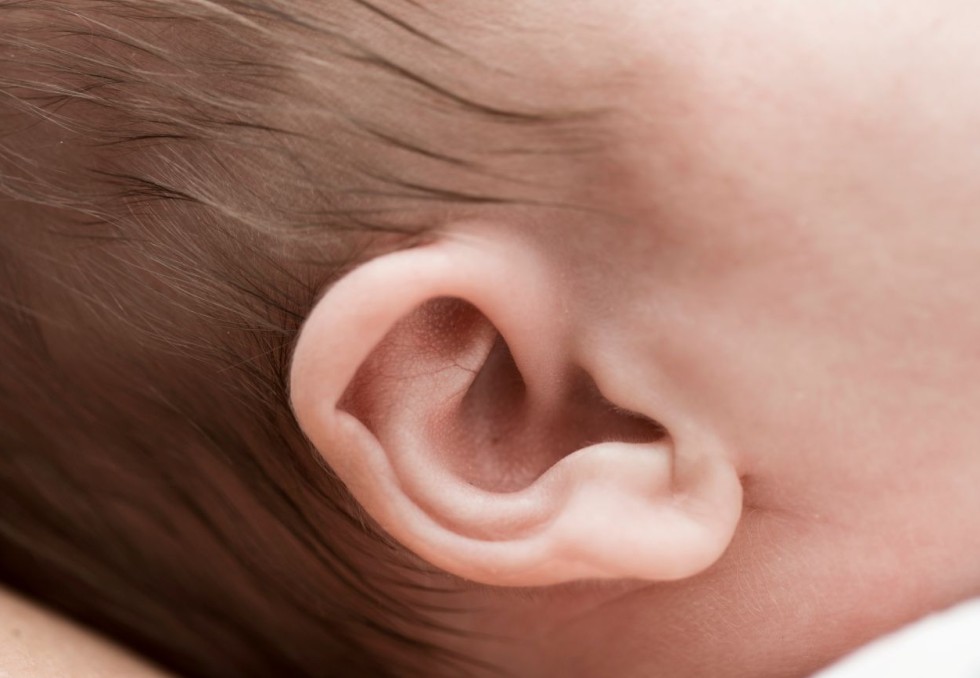 oreille