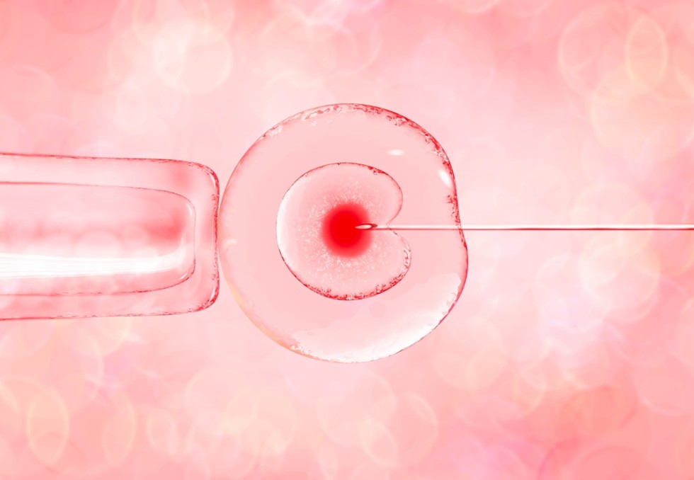 ovocyte