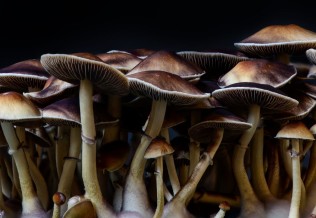 Champignons.