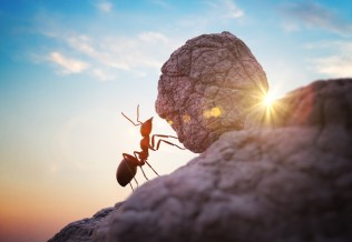 fourmis