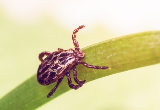maladie de lyme