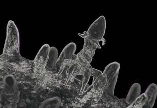 Phages