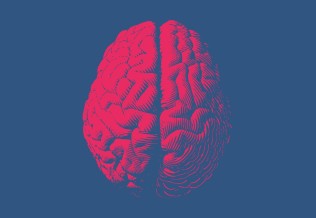 cerveau