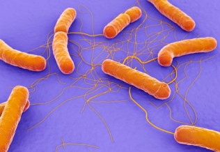 Bacillus cereus 