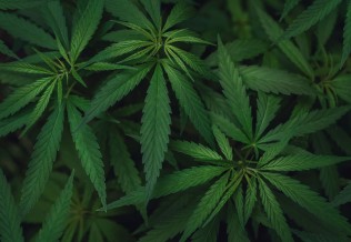 Cannabis 