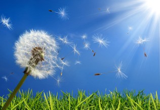 Rhinite allergique : un diagnostic indispensable