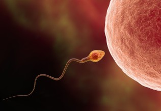 Spermatozoïde 
