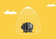 Cochon.