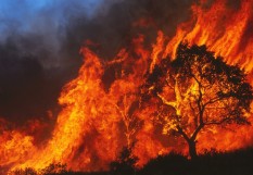 feu de forêt