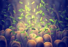 microbiote