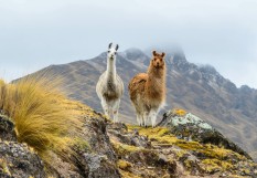 Lamas